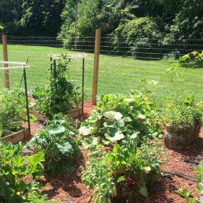 25 Cheap Gardening Tricks for Self-Reliance