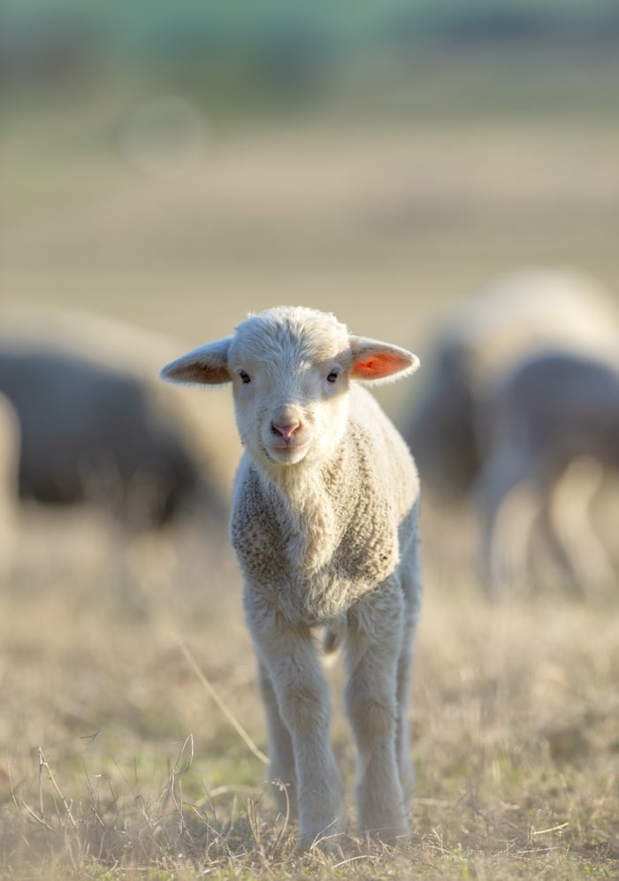 lamb