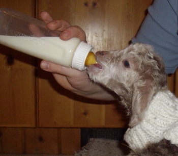 3 Easy Steps to Get a Baby Lamb or Kid on a Bottle