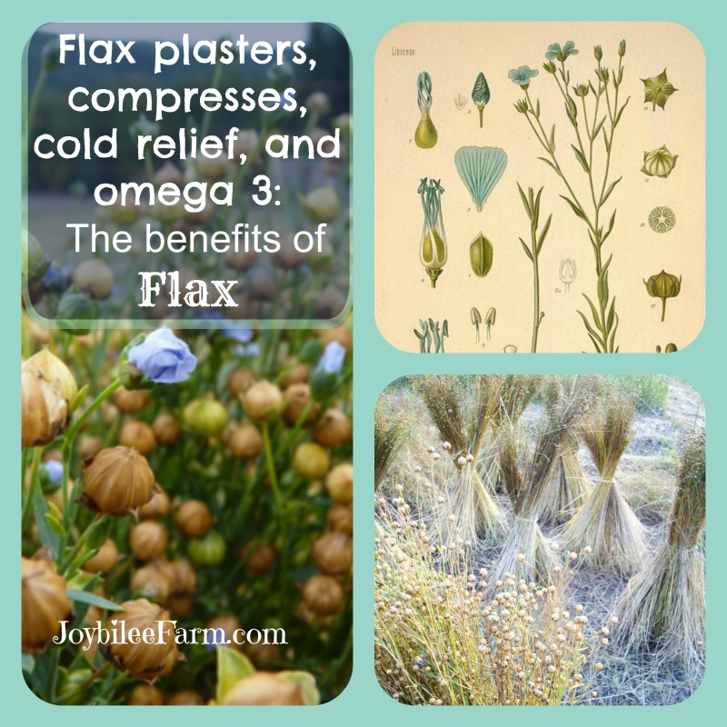 Flax Plasters, Compresses, Cold Relief, and Omega 3: The Benefits of Flax