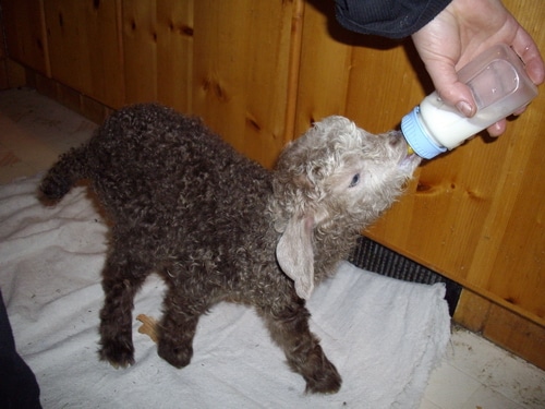 baby goat