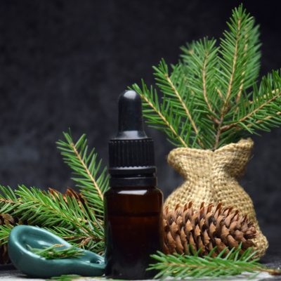 Harvesting Medicinals from Pine Trees