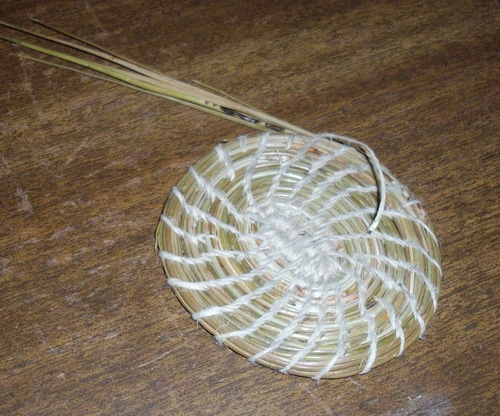 Pine needle basket beginnings