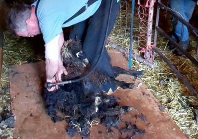 The Secret of a Happy Shearing Day