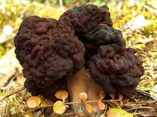 false morel, or dog morel, cc pellaea flickr