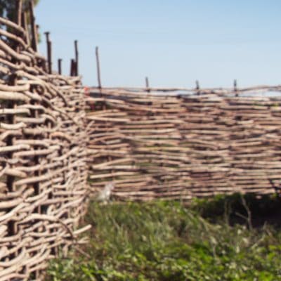 10 Reasons to Grow Basket Willows on Your Homestead