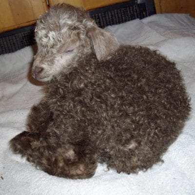 How to Save a Baby Goat with Hypothermia