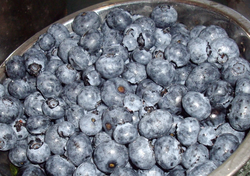 Domesticating wild fruit to fool Mother Nature