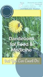 Dandelion with a bee