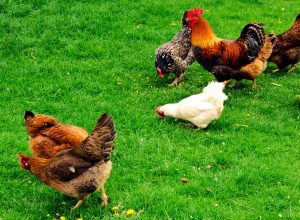 chickens