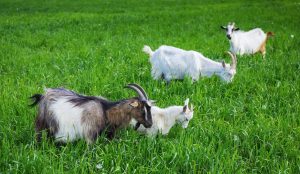 goats
