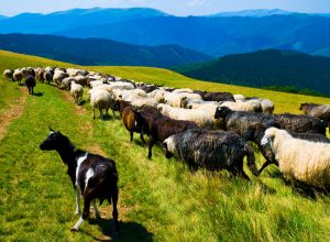 goats and sheep