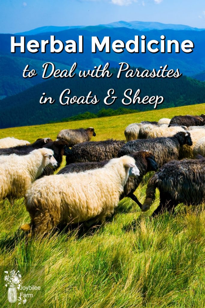goats and sheep