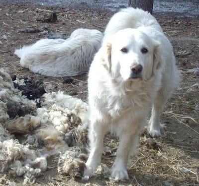 Herbal Remedies for Pet and Livestock Ailments