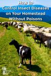 goats and sheep in pasture