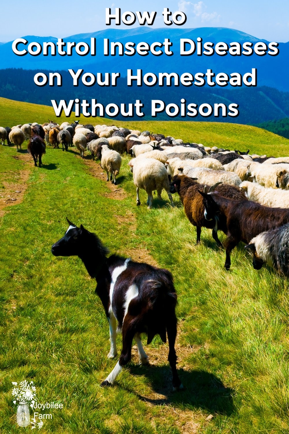 goats and sheep in pasture