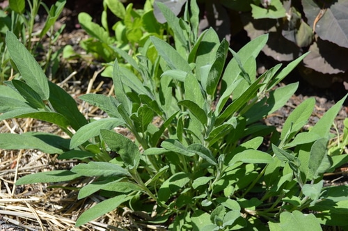 sage growing in the kitchen garden