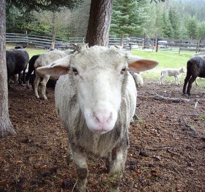 How to Make Herbal First Aid Salve for Livestock