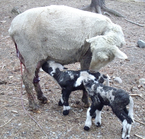 lambs