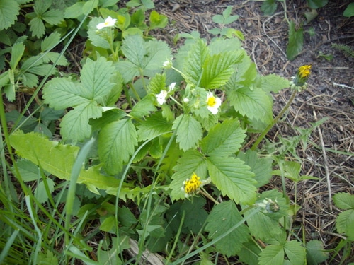 a woodland Wild strawberry plant in the wild