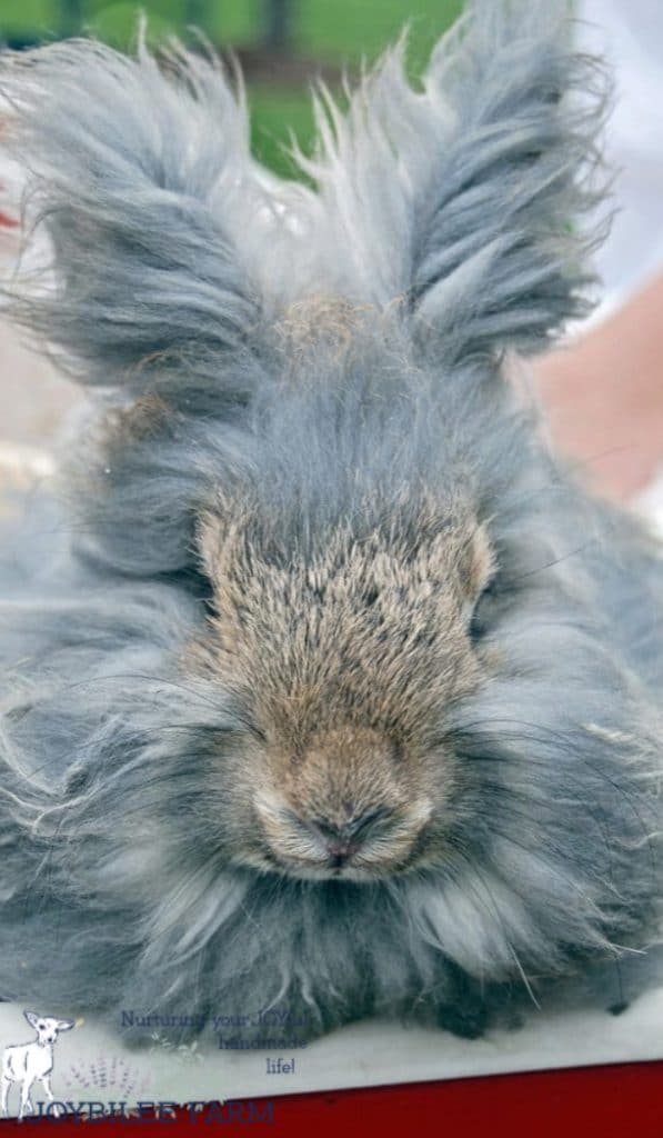 angora rabbit on the homestead. herbal first aid salve