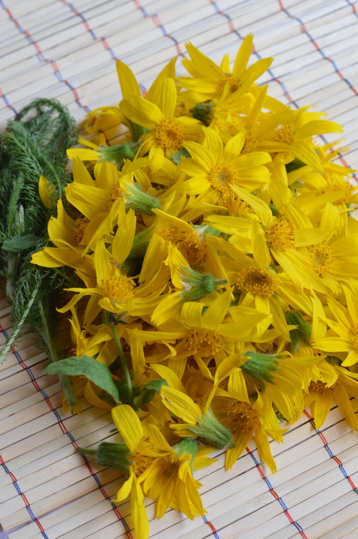 Arnica montana is one of the very best herbal remedies for bruises, sprains, and strains. Here's how to identify arnica in the wild and use it for herbal remedies.