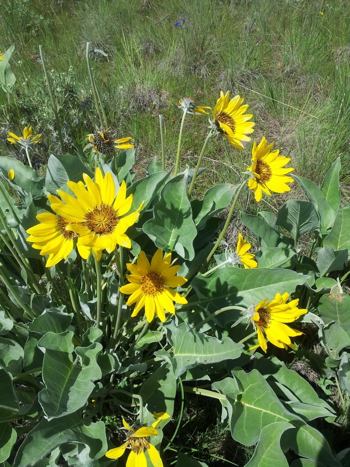 Arnica montana is one of the very best herbal remedies for bruises, sprains, and strains. Here's how to identify arnica in the wild and use it for herbal remedies.