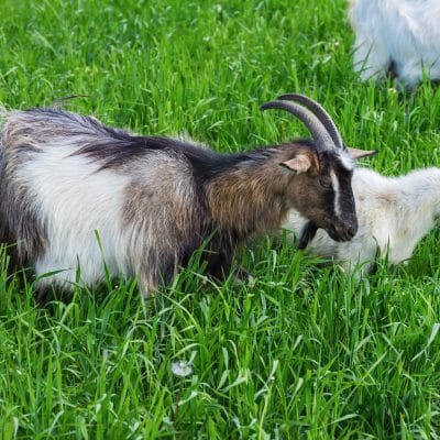 Herbal Medicine to Control Insects and Prevent Diseases in Your Livestock