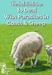 Sheep grazing on green grass