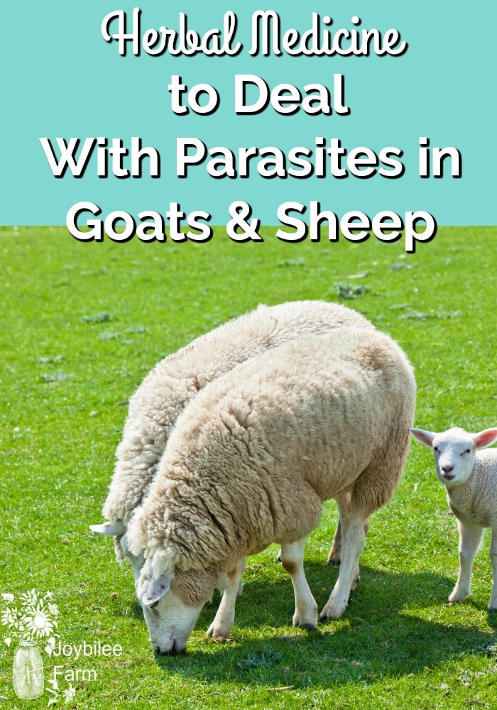 goats and sheep