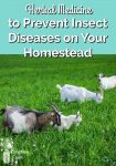 Goats grazing in green grass