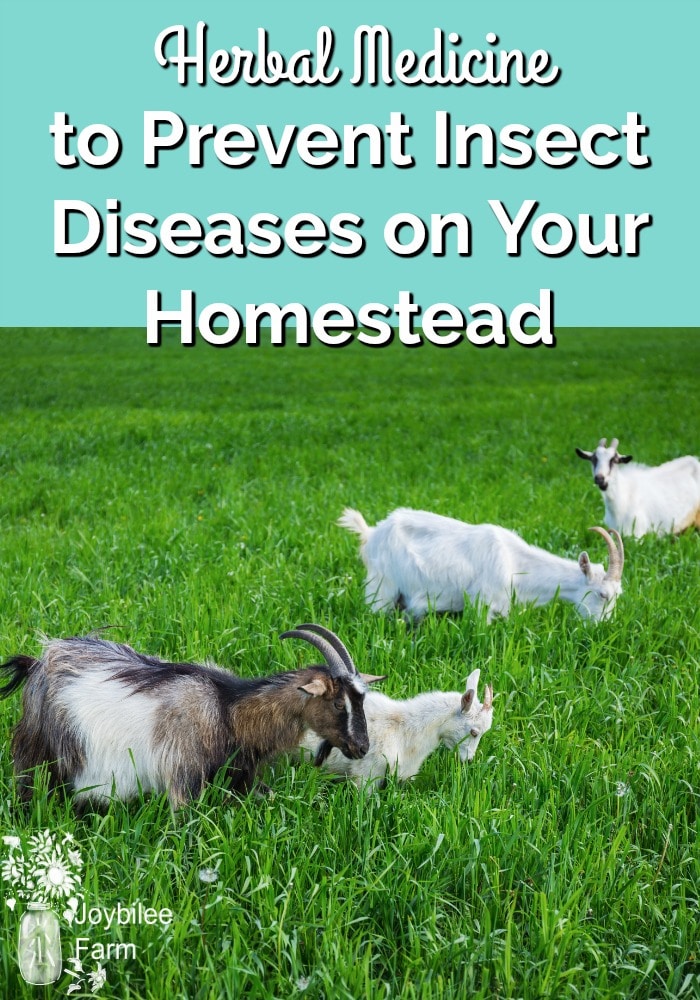 Goats grazing in green grass