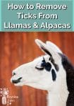 A profile shot of a black and white Llama