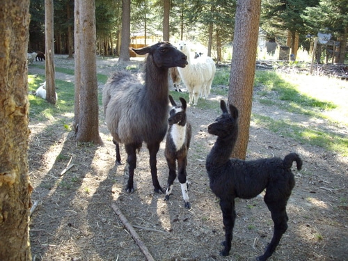 llamas