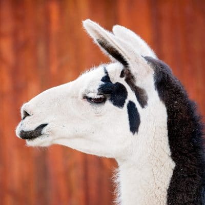 How to Remove Ticks From Llamas & Alpacas