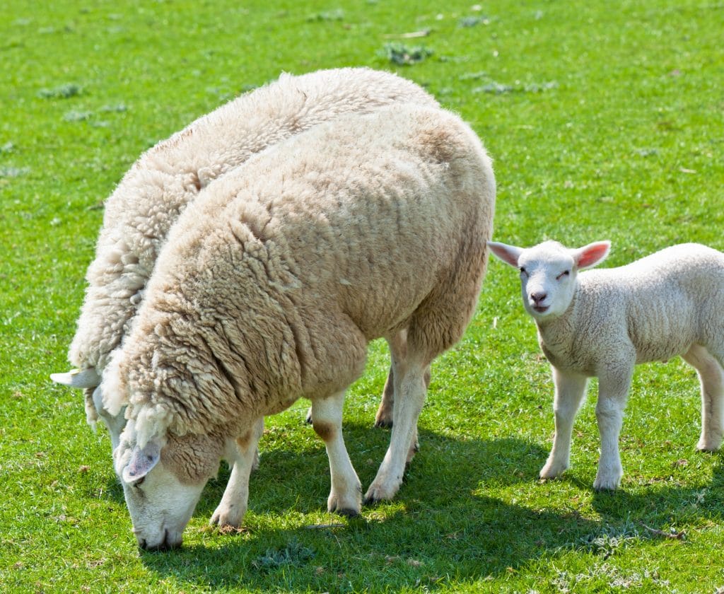 Sheep grazing on green grass