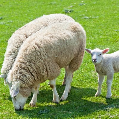 Herbal Medicine to Deal With Parasites in Goats and Sheep