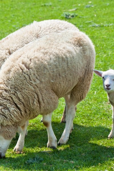 Sheep grazing on green grass
