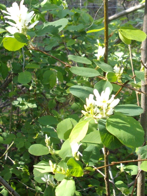 Saskatoons for the edible garden
