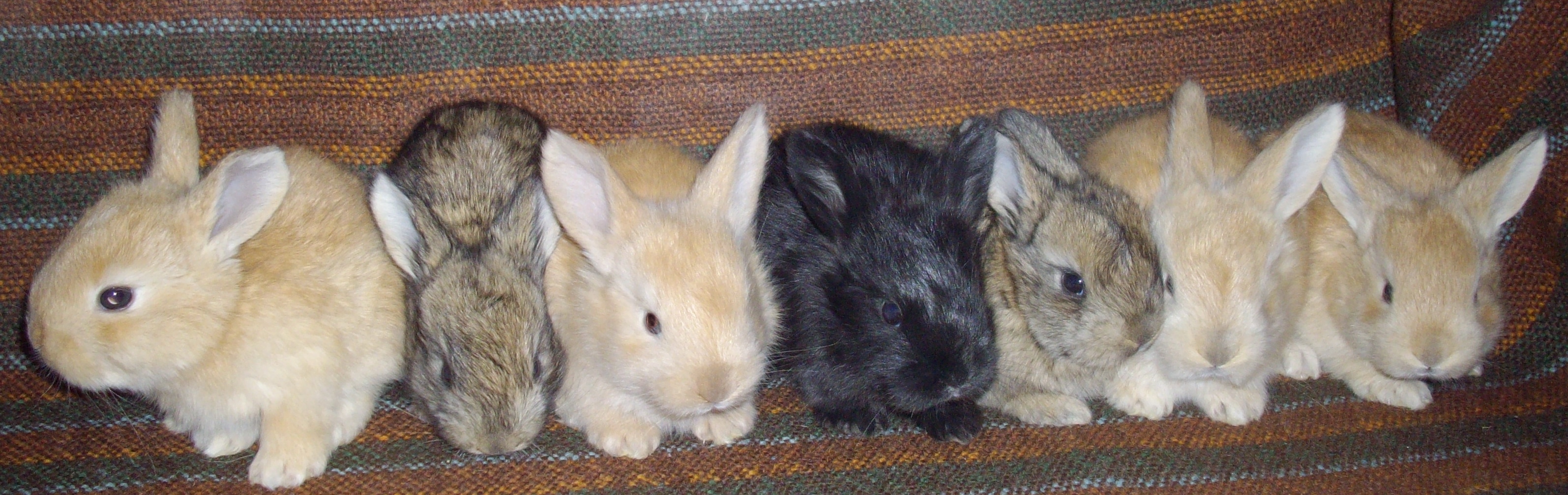 agouti gene - Angora rabbits