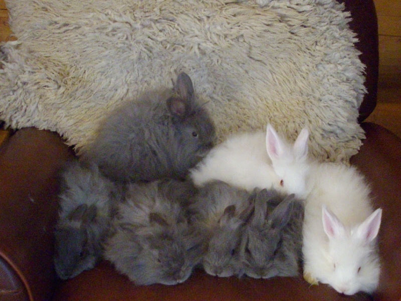 Angora bunnies 6 weeks old