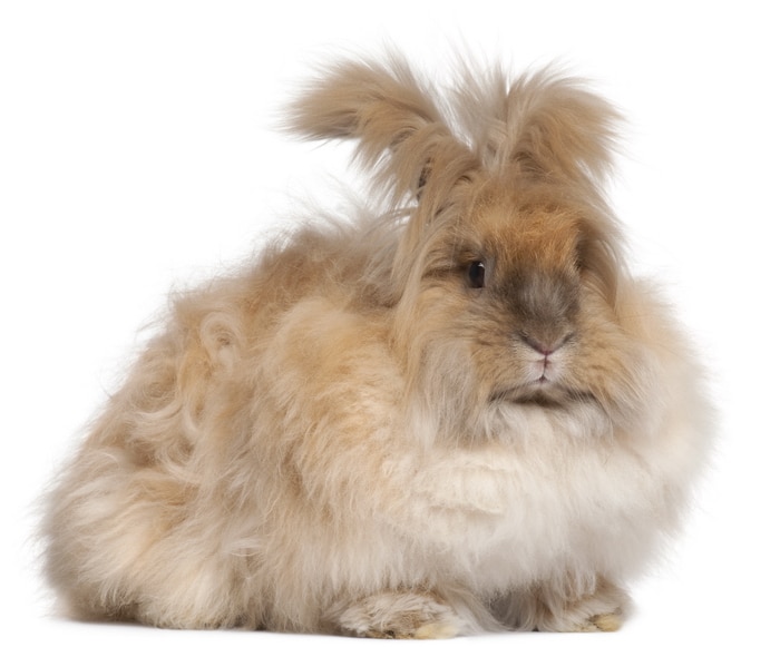 Care and feeding of angora rabbits