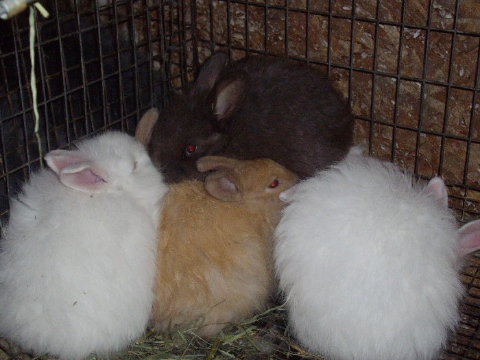 bunny colour genetics - Angora bunnies