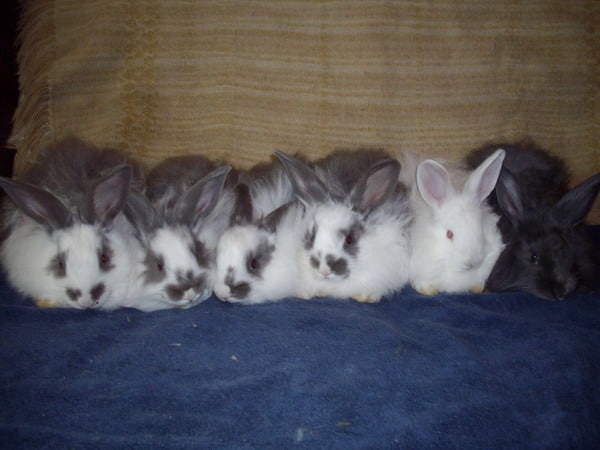 bunny colour genetics - Angora bunnies