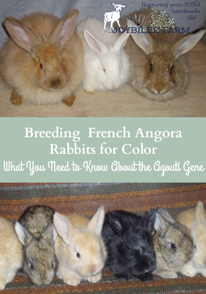 The agouti gene is the dominant gene in angora rabbits.