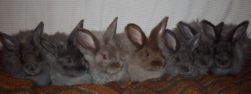 bunny colour genetics - Angora bunnies