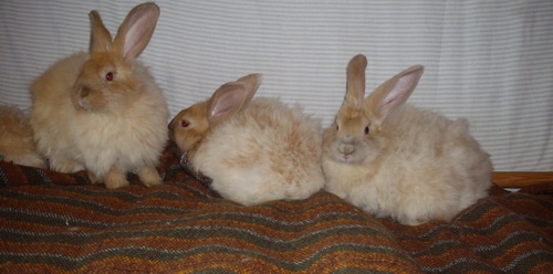 bunny colour genetics - Angora bunnies