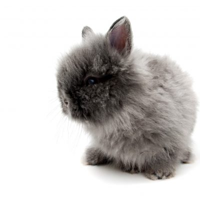Understanding Angora Bunny Genetics When You Want To Breed for Colour