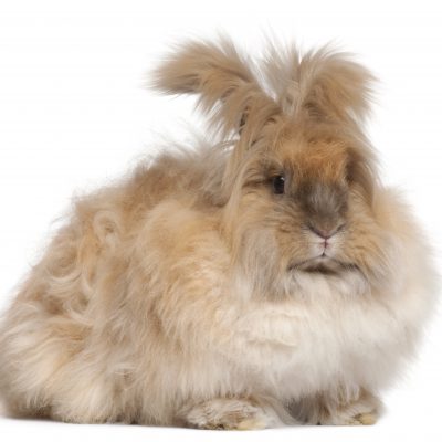 Angora Rabbits 101:  Feeding Angora Rabbits Organically
