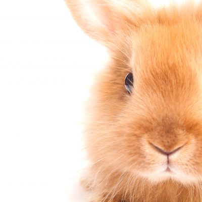 The Agouti Gene in Angora Rabbits and Breeding for Colour